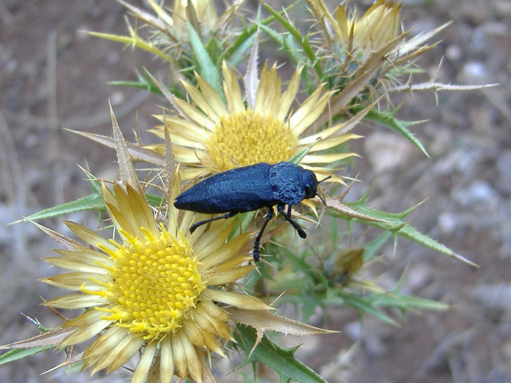 Capnodis tenebrionis e Capnodis cariosa